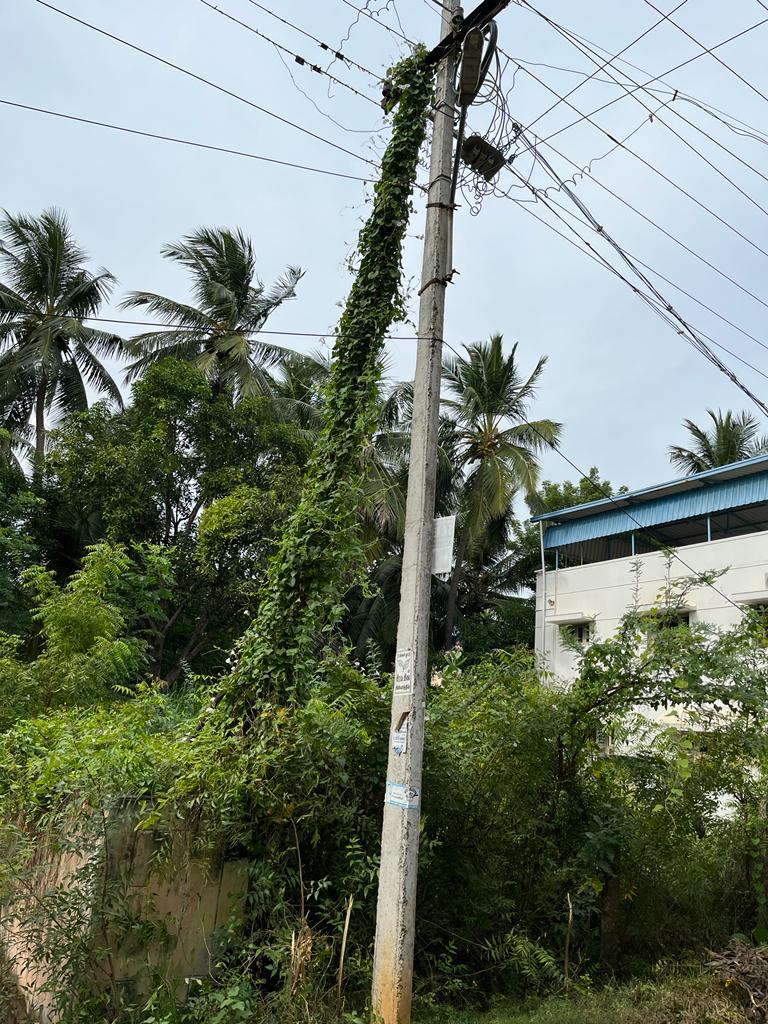 மின்கம்பியில் முளைத்துள்ள செடி, கொடிகள்