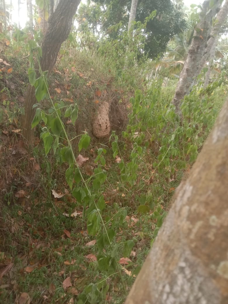 விஷ வண்டுகள் அழிக்கப்படுமா?