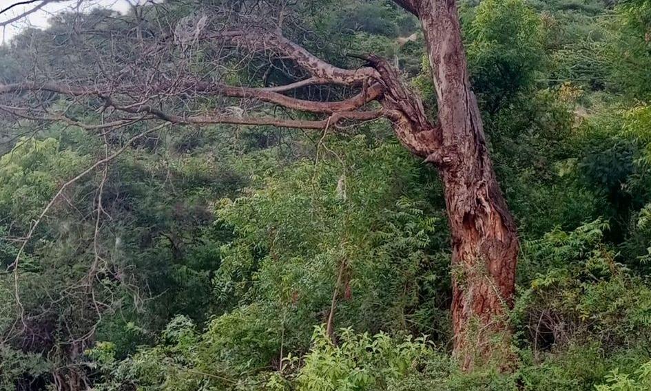 மலைப்பாதையில் அபாய மரம்