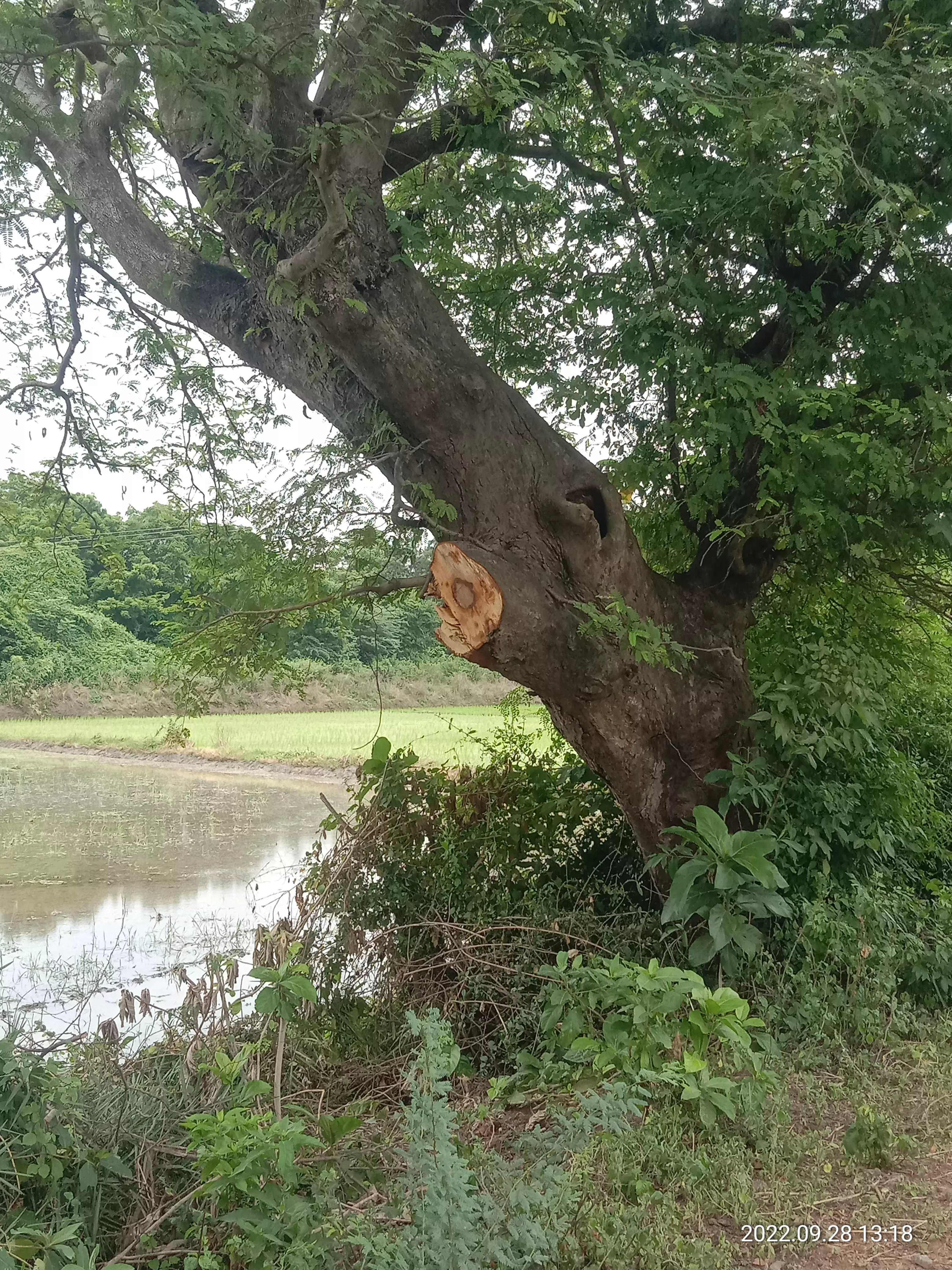 வெட்டப்படும் புளிய மரங்கள் வெட்டப்படும் புளிய மரங்கள்