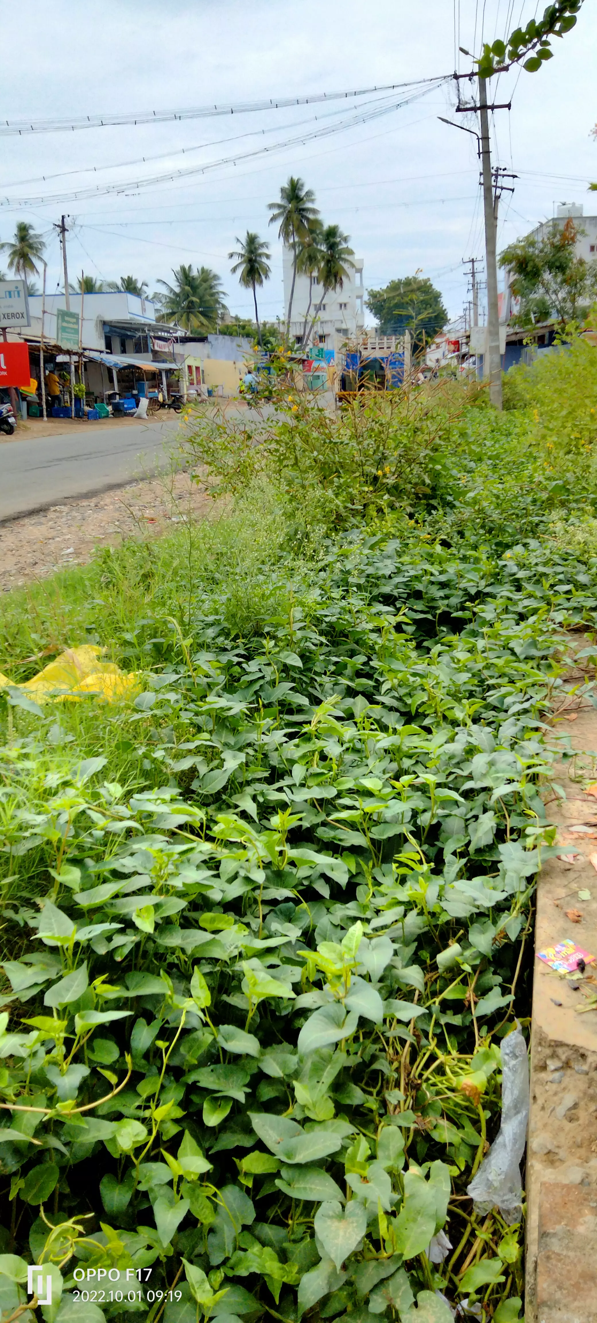தூர்வாரப்படாத சாக்கடை கால்வாய் தூர்வாரப்படாத சாக்கடை கால்வாய்