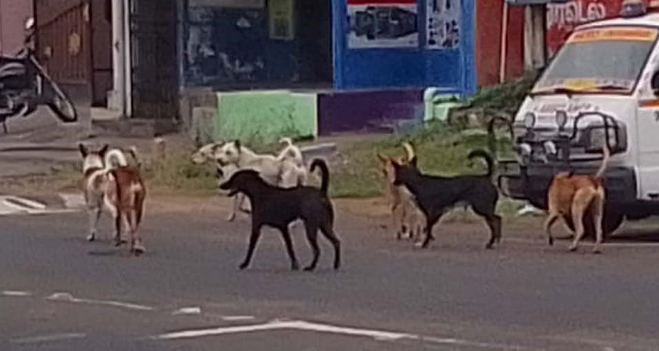 நாய்கள் தொல்லை நாய்கள் தொல்லை