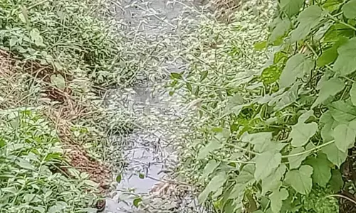 தேங்கி நிற்கும் கழிவுநீர் தேங்கி நிற்கும் கழிவுநீர்