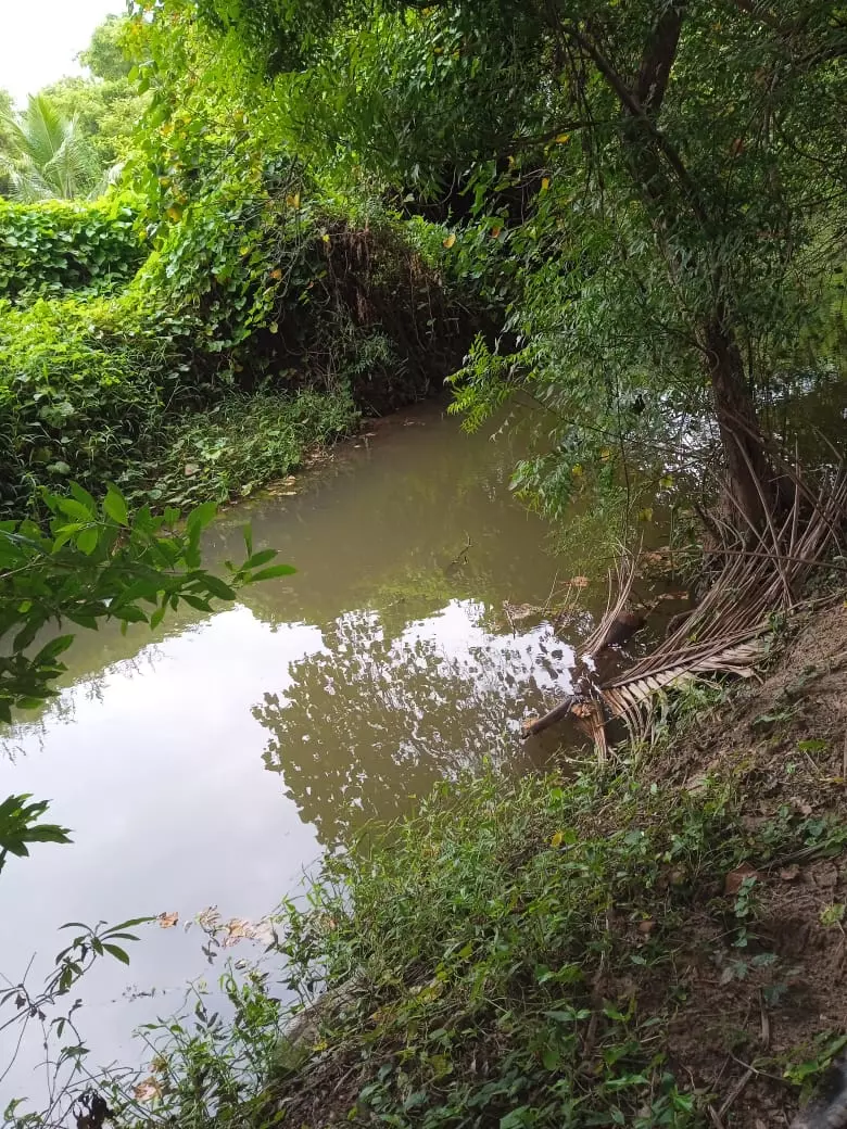 வாய்க்கால் தூர்வாரப்படுமா? வாய்க்கால் தூர்வாரப்படுமா?