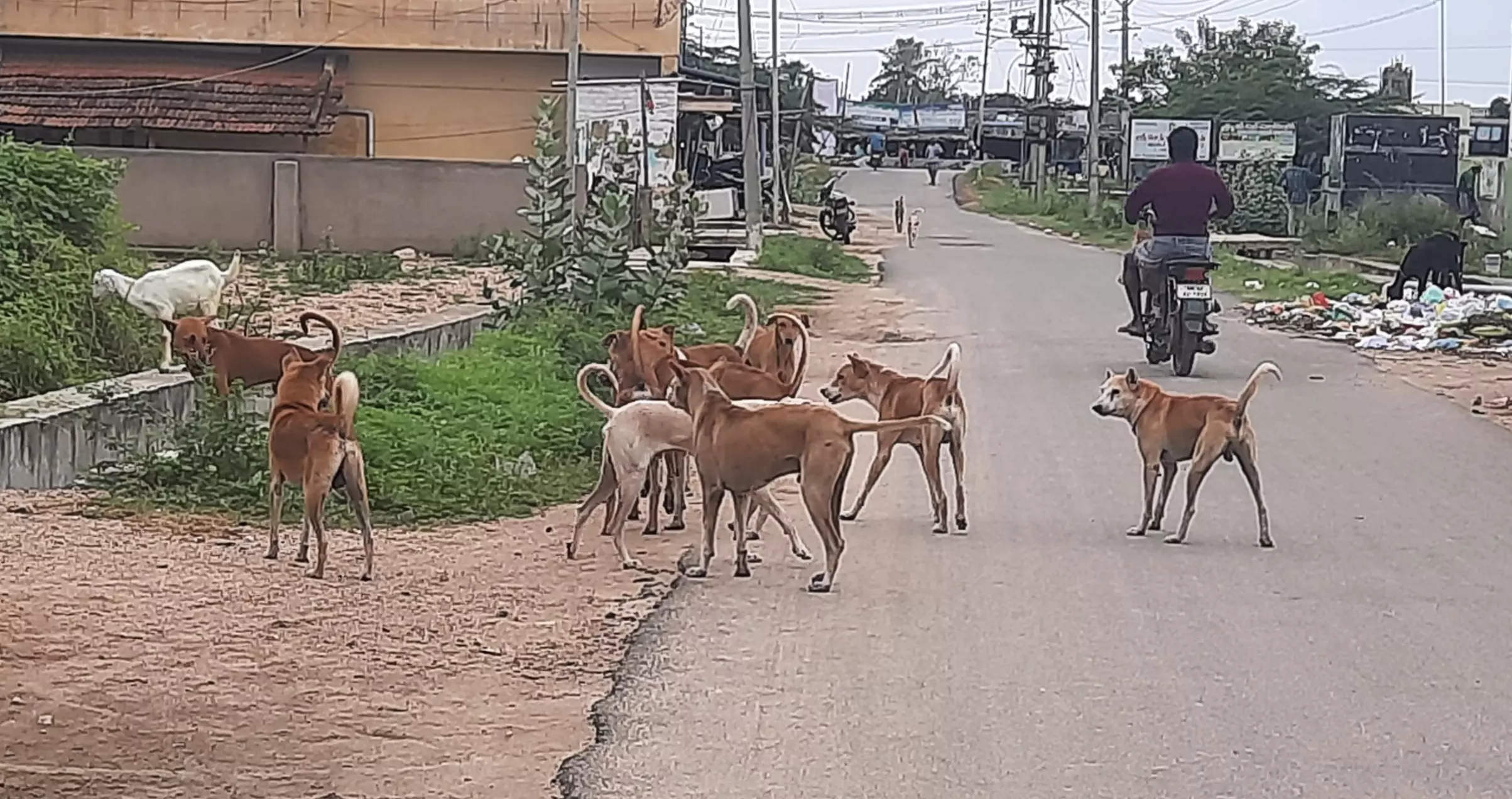 தெருநாய்களால் பொதுமக்கள் அவதி