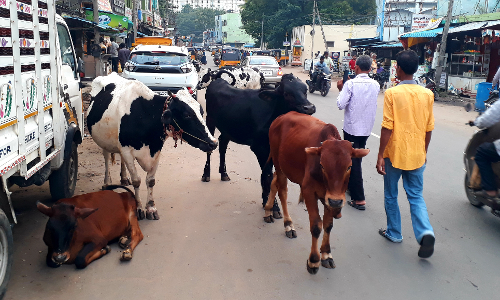 நடுரோட்டில் ஓய்வெடுக்கும் மாடுகள் நடுரோட்டில் ஓய்வெடுக்கும் மாடுகள்