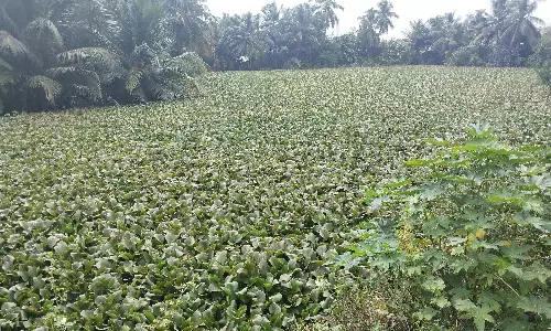 ஆகாயத்தாமரை ஆக்கிரமிப்பு