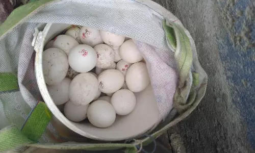 சாலையோரம் வீசப்பட்ட முட்டைகள் சாலையோரம் வீசப்பட்ட முட்டைகள்