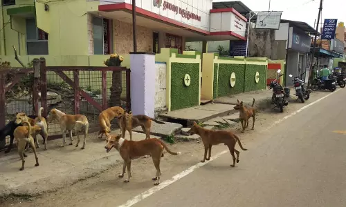 நாய்களை பிடித்து காட்டில் விட வேண்டும் நாய்களை பிடித்து காட்டில் விட வேண்டும்