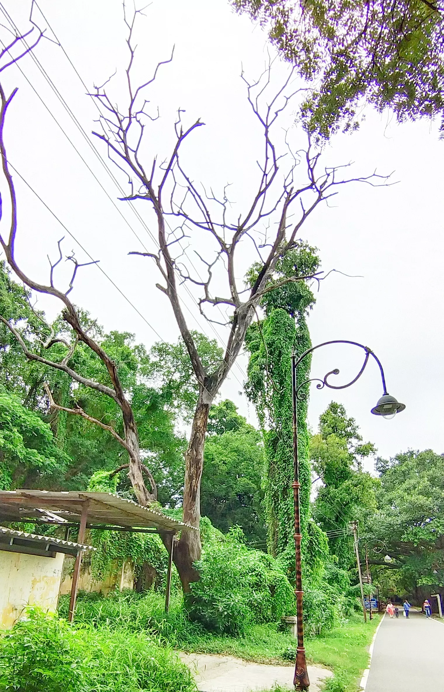 ஆபத்தான நிலையில் பட்டமரம் ஆபத்தான நிலையில் பட்டமரம்