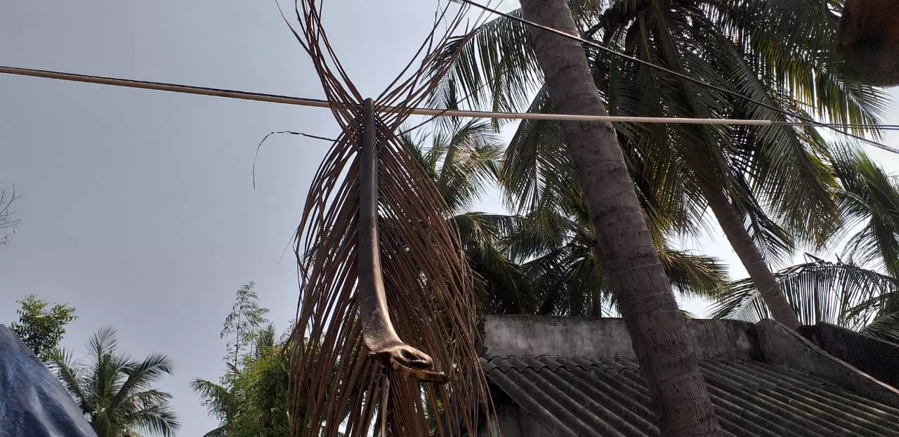 மின்கம்பிகளில் விழும் தென்னைமட்டைகள் மின்கம்பிகளில் விழும் தென்னைமட்டைகள்