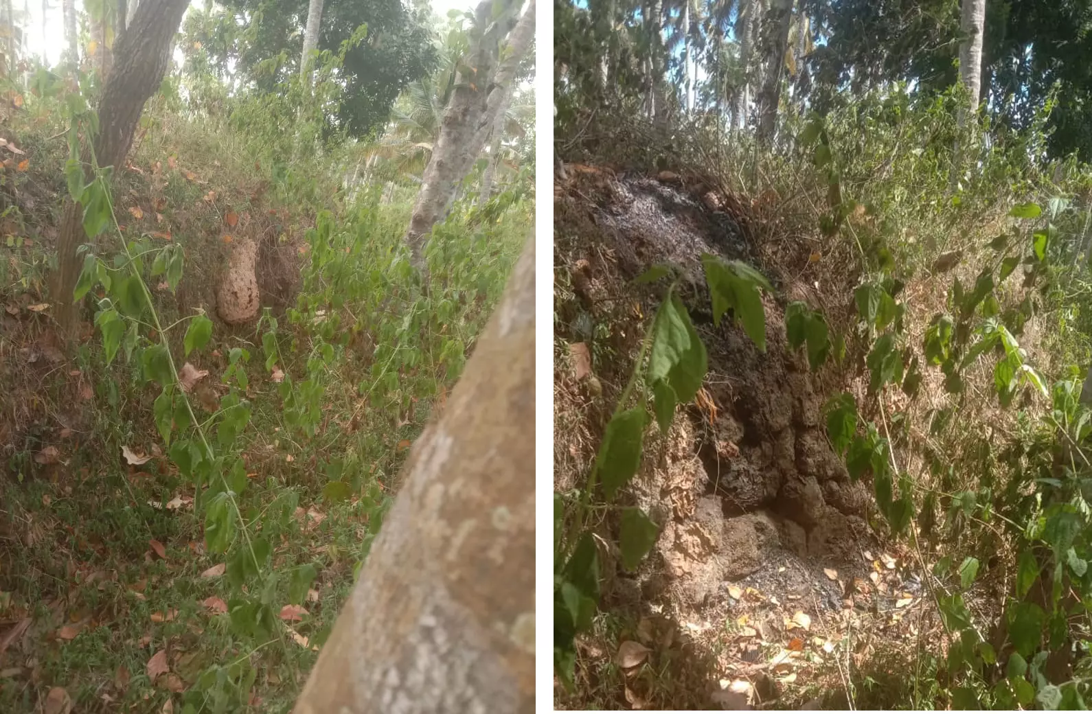 அழிக்கப்பட்டது