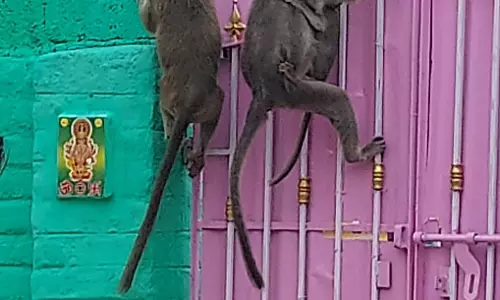 குரங்குகள் தொல்லை