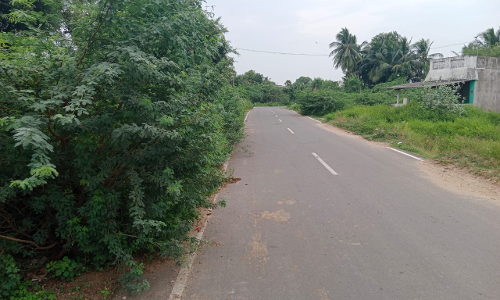 முட்புதர்களால் இடையூறு