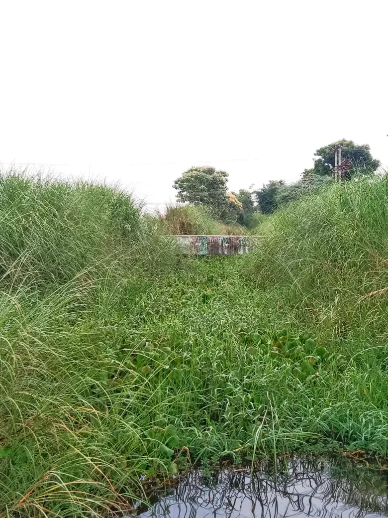 பாசன வாய்க்கால் தூர்வாரப்படுமா?