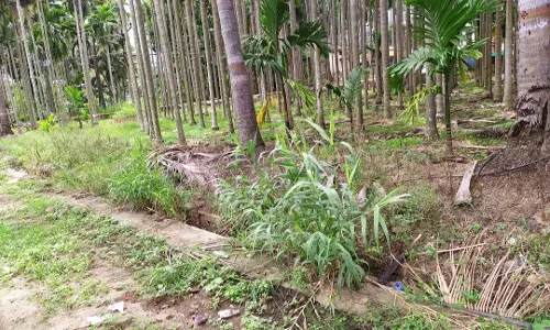 செடி, கொடிகள் அகற்றப்படுமா? செடி, கொடிகள் அகற்றப்படுமா?