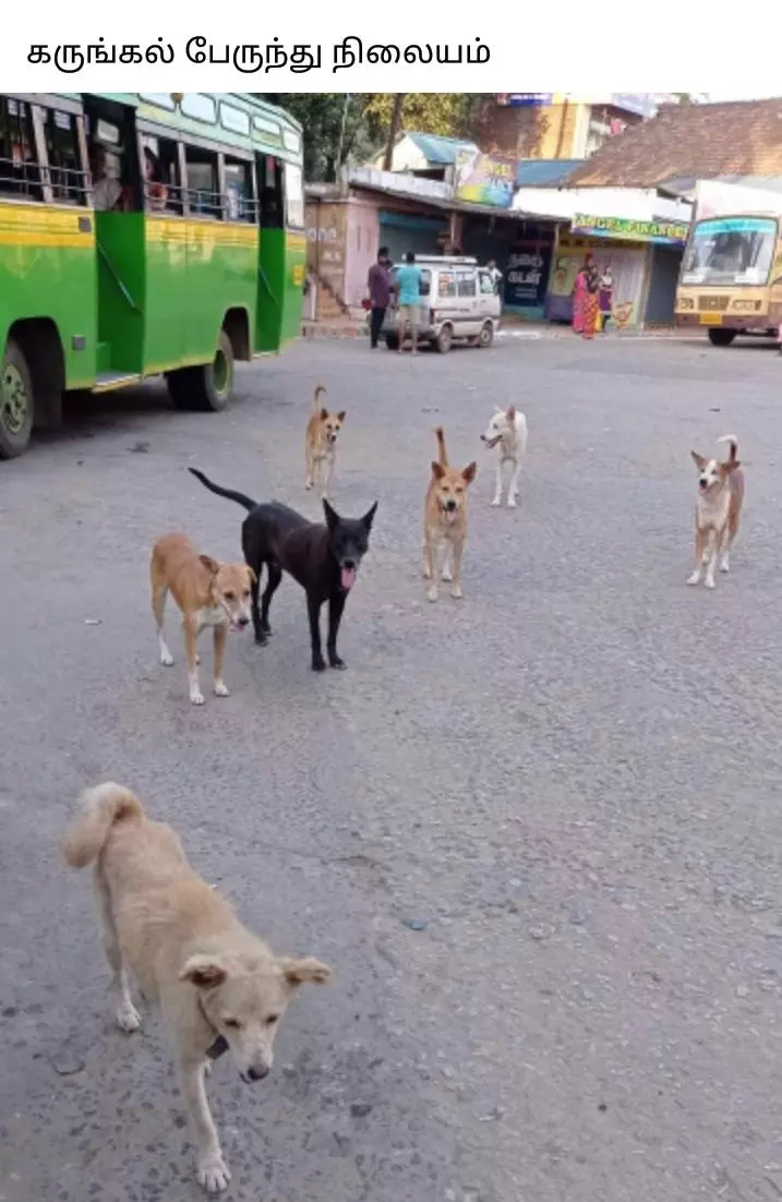 நாய்கள் தொல்லை