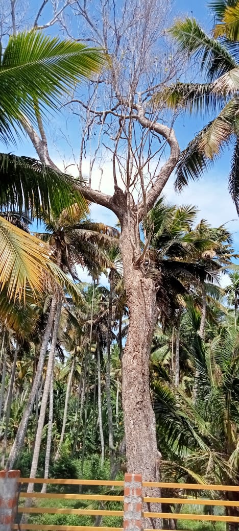 மரத்தை அகற்ற வேண்டும்