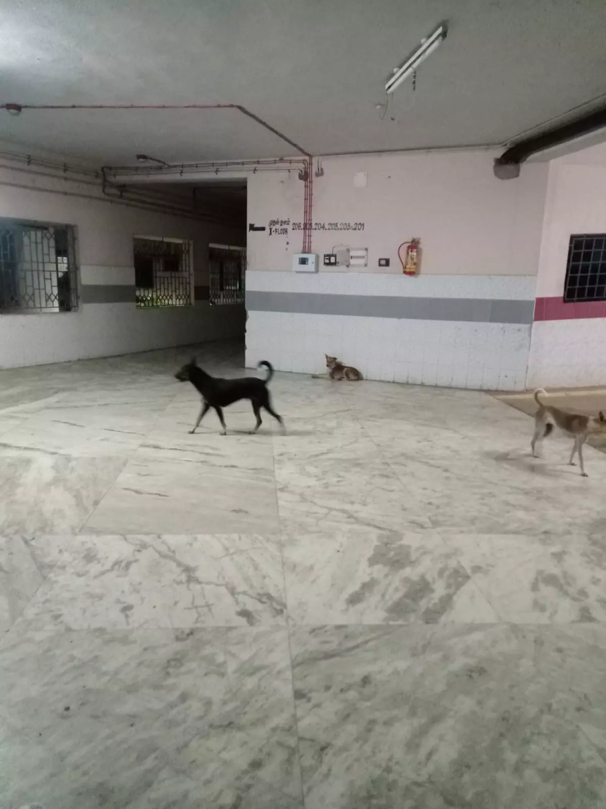 நாய்கள் தொல்லை