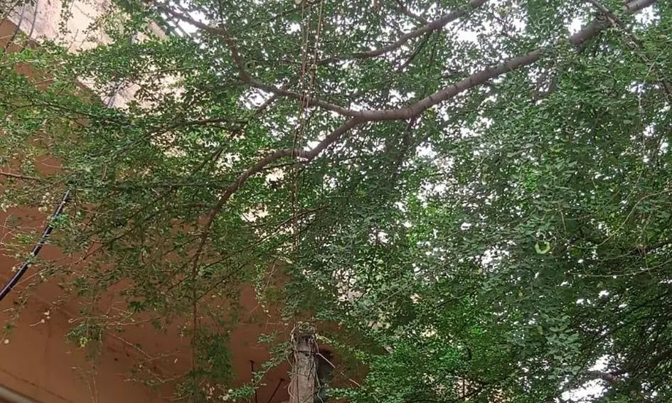 மரக்கிளைகள் வெட்டப்படுமா? மரக்கிளைகள் வெட்டப்படுமா?