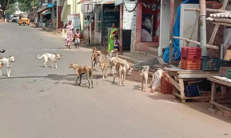 தெருநாய்கள் தொல்லை தெருநாய்கள் தொல்லை