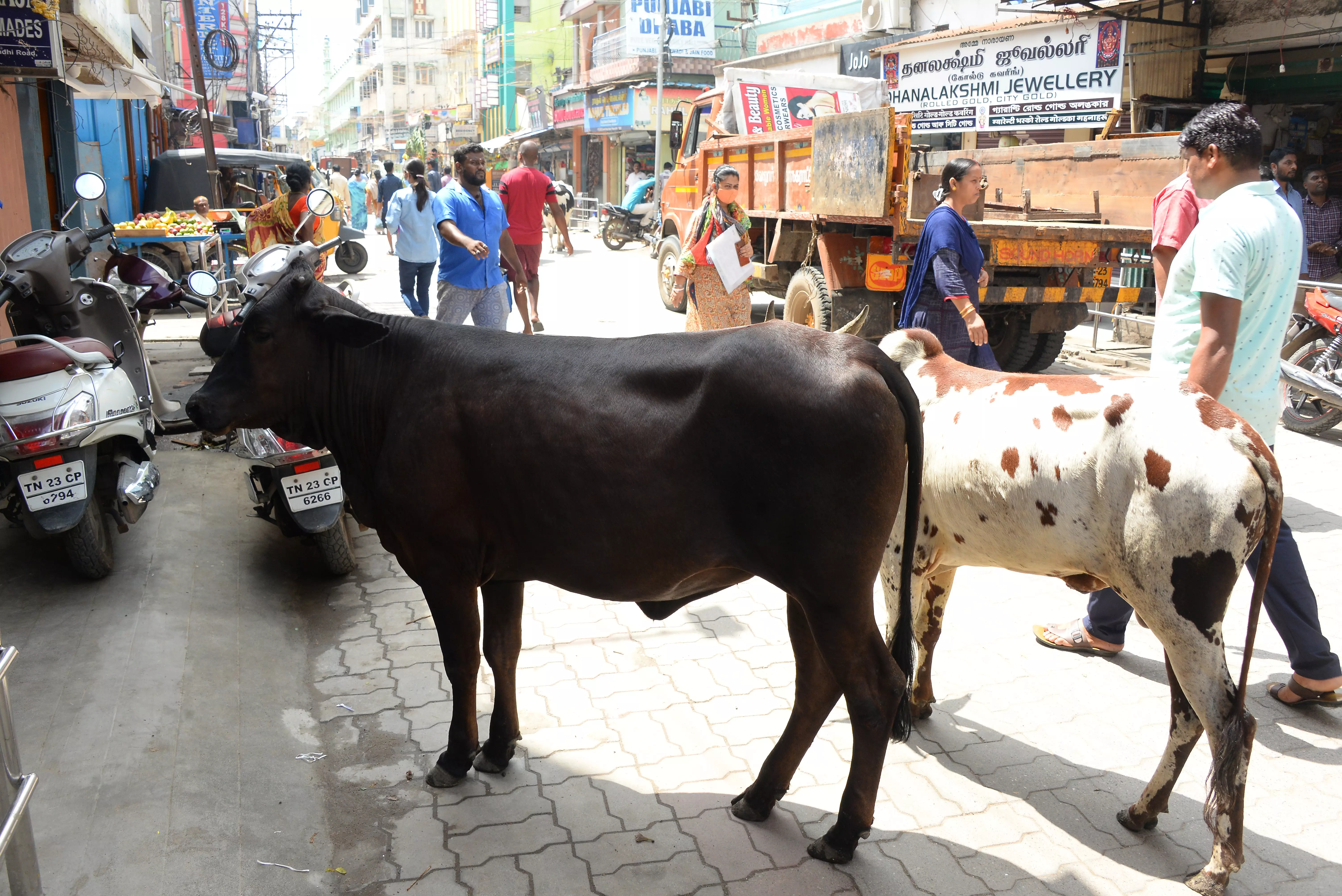 காந்தி ரோட்டில் சுற்றித்திரியும் மாடுகள் காந்தி ரோட்டில் சுற்றித்திரியும் மாடுகள்