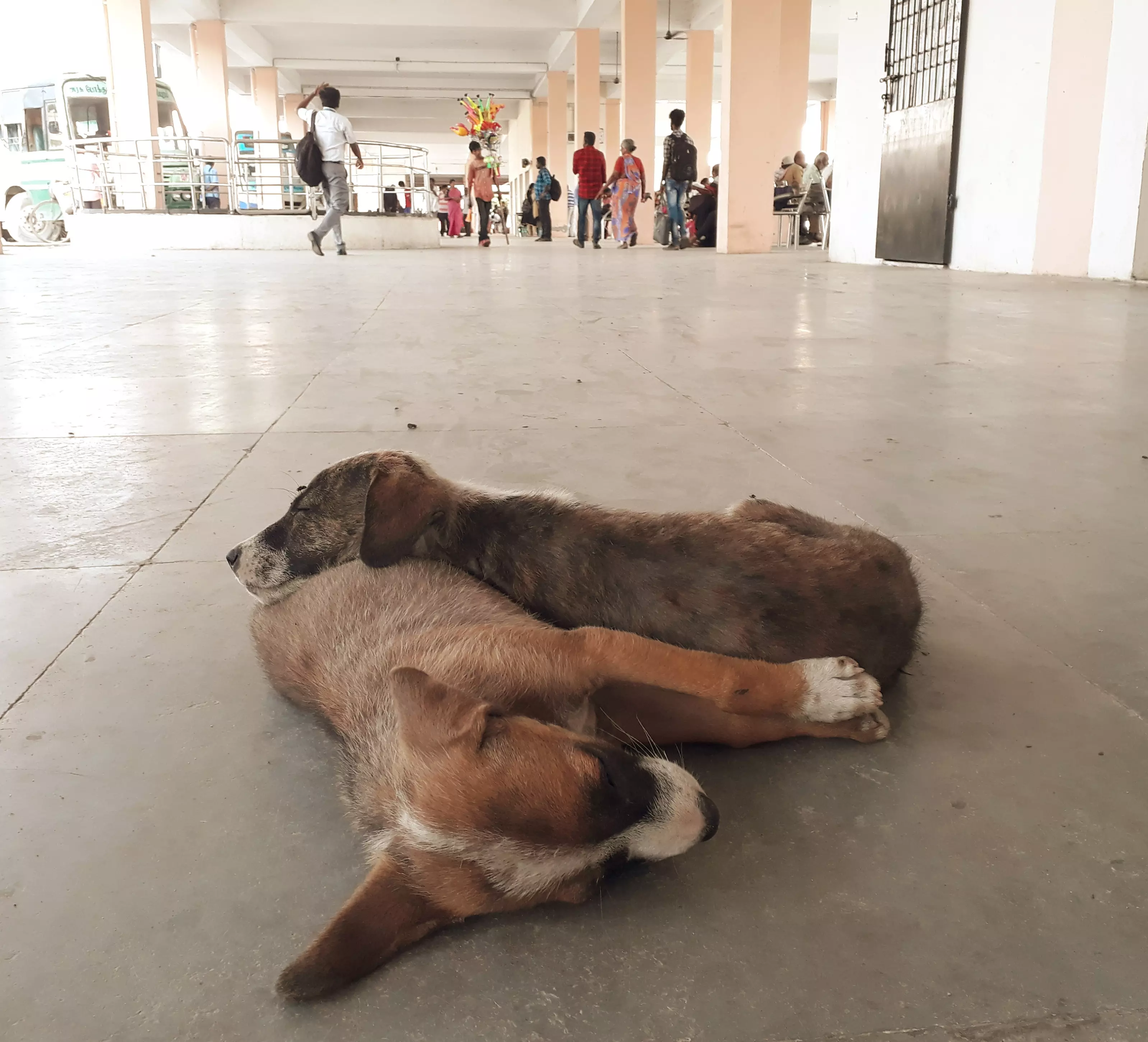 புதிய பஸ்நிலையத்தில் ஓய்வெடுக்கும் நாய்கள் புதிய பஸ்நிலையத்தில் ஓய்வெடுக்கும் நாய்கள்