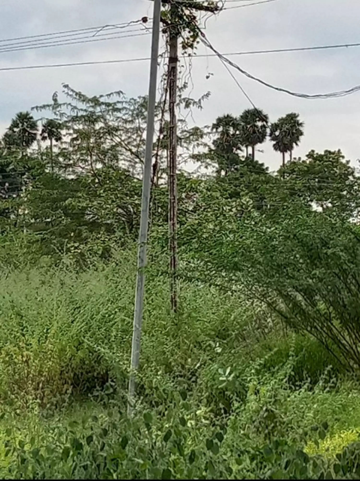 மின்கம்பிகளை மாற்ற வேண்டும்