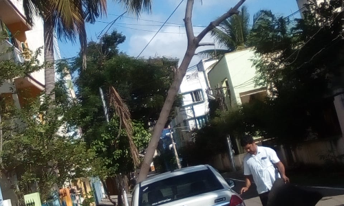 பட்டுப்போன மரம் வெட்டப்படுமா?