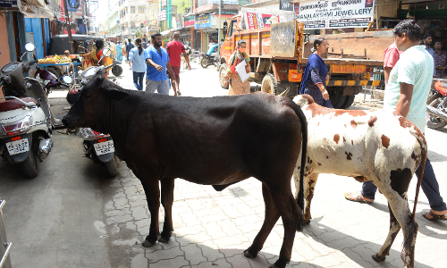 காந்தி ரோட்டில் சுற்றித்திரியும் மாடுகள் காந்தி ரோட்டில் சுற்றித்திரியும் மாடுகள்