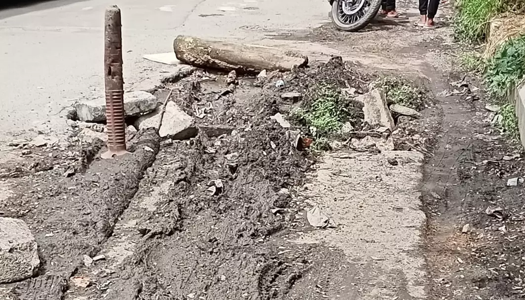 நடைபாதையில் வளர்ந்து உள்ள செடிகள் நடைபாதையில் வளர்ந்து உள்ள செடிகள்