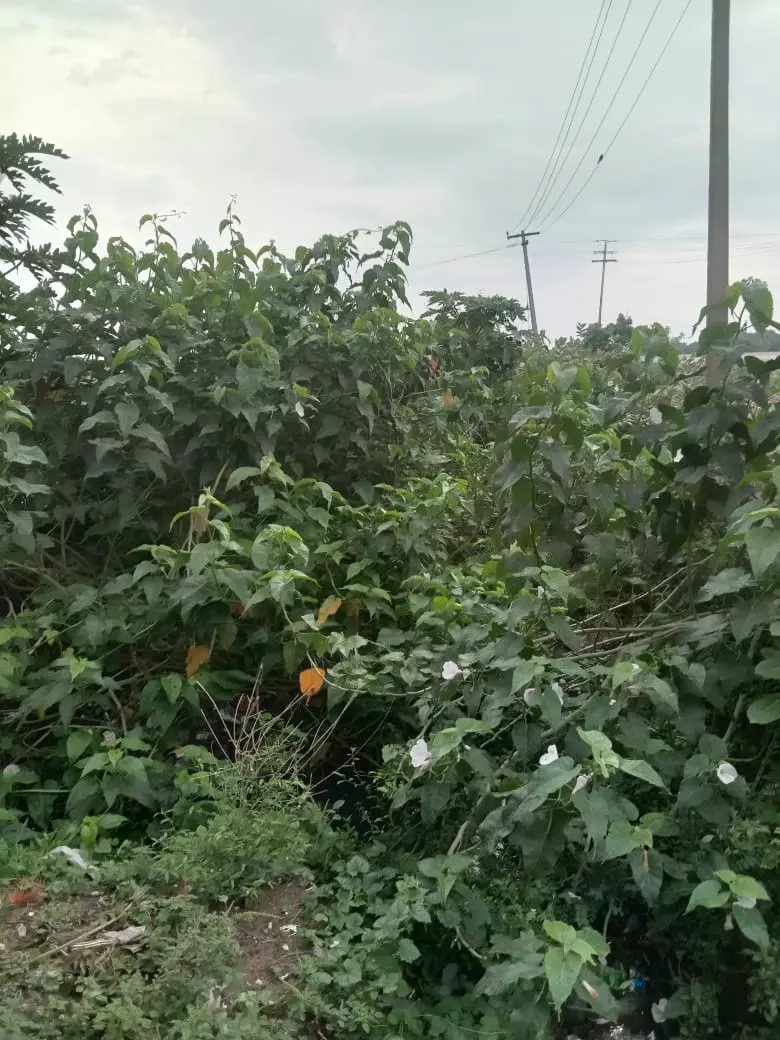 ஏரி வாய்க்கால் தூர்வாரப்படுமா? ஏரி வாய்க்கால் தூர்வாரப்படுமா?