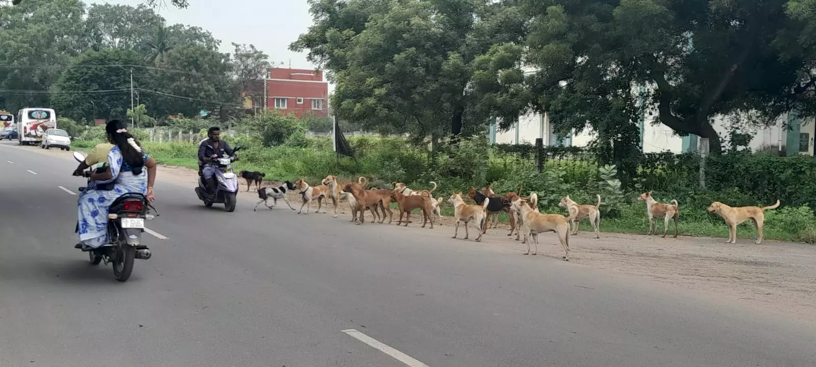 சாலையில் சுற்றித்திரியும் நாய்கள்