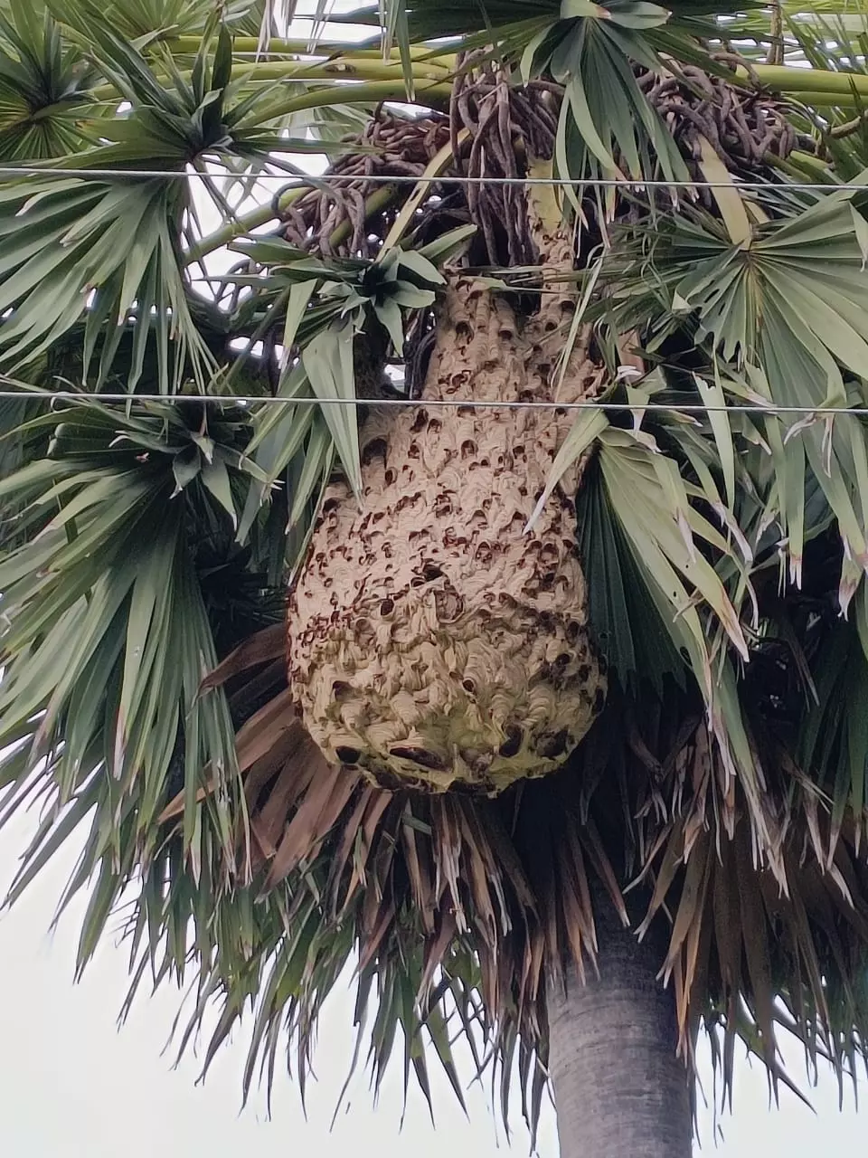 விஷ வண்டுகளால் ஆபத்து விஷ வண்டுகளால் ஆபத்து