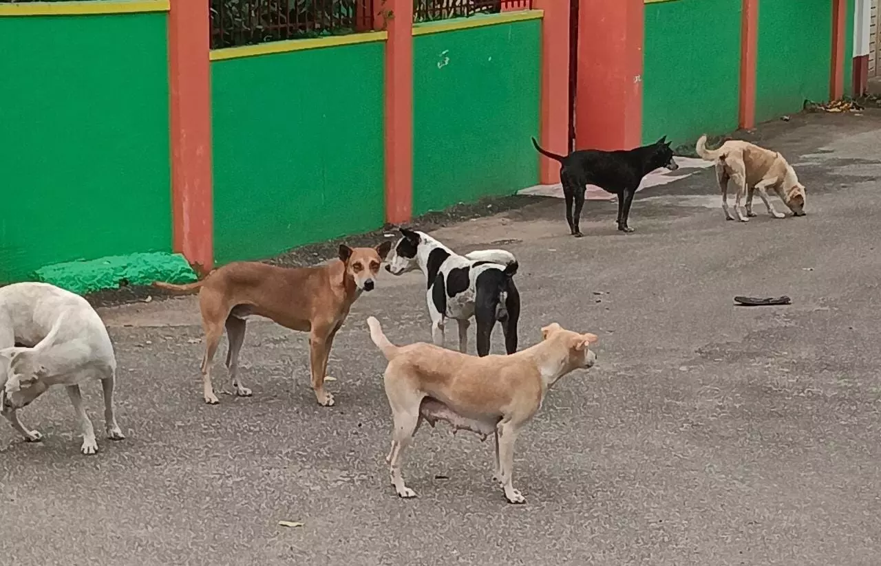 தெருநாய்கள் தொல்லை