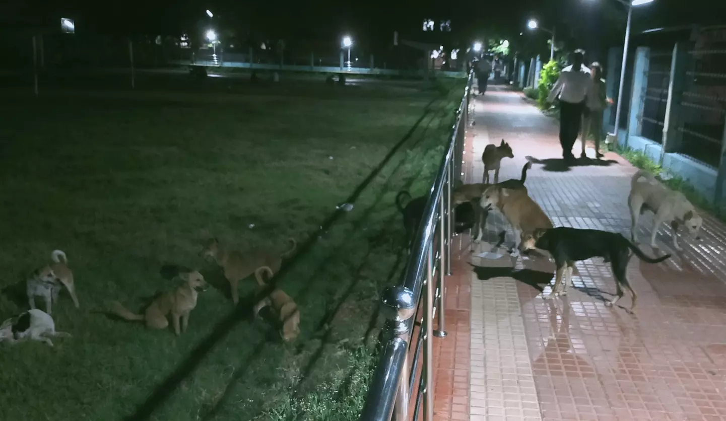 நாய்கள் தொல்லை நாய்கள் தொல்லை