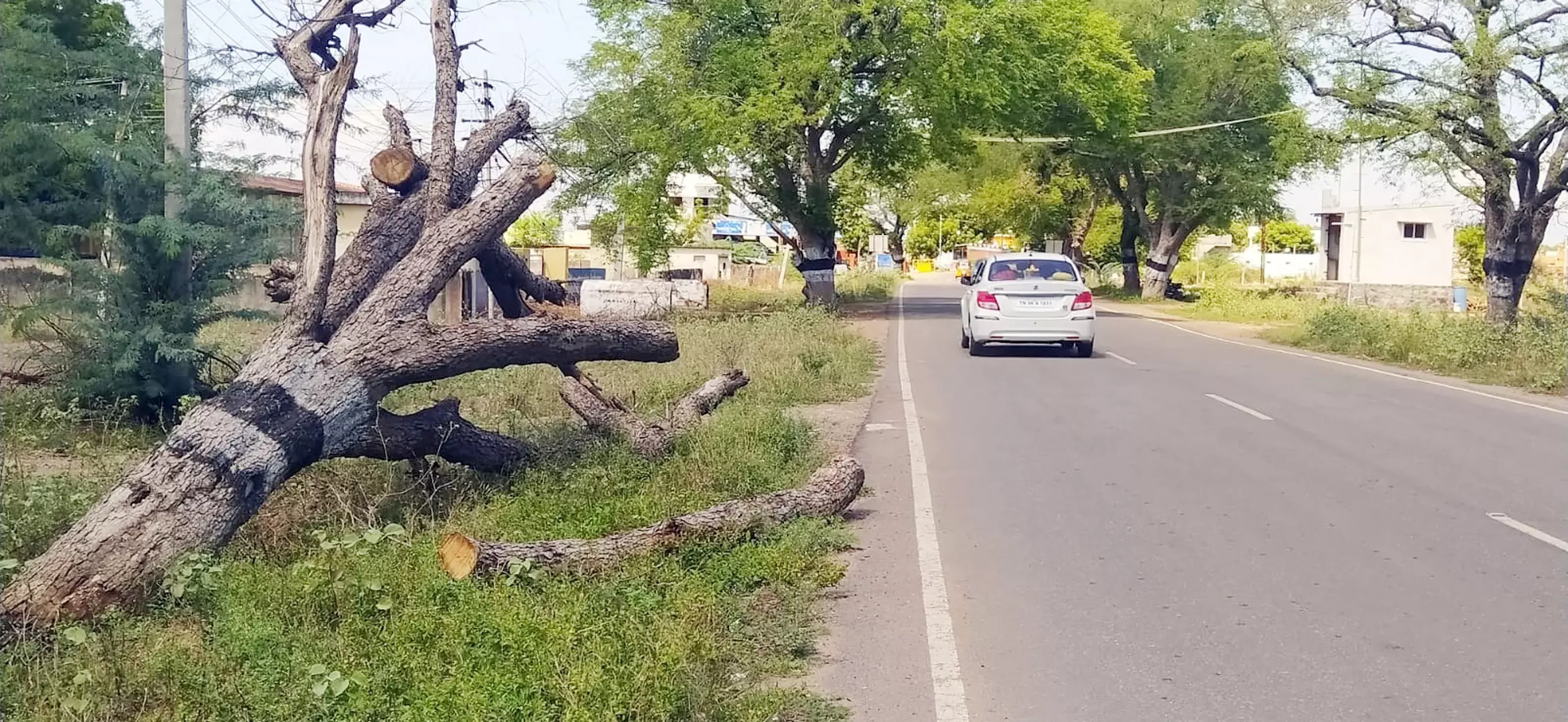 சாலையோரம் சரிந்த மரங்கள் அகற்றப்படுமா?