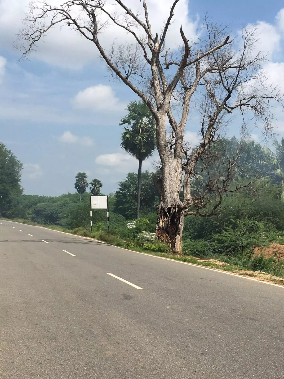 பட்டுப்போன புளியமரம்