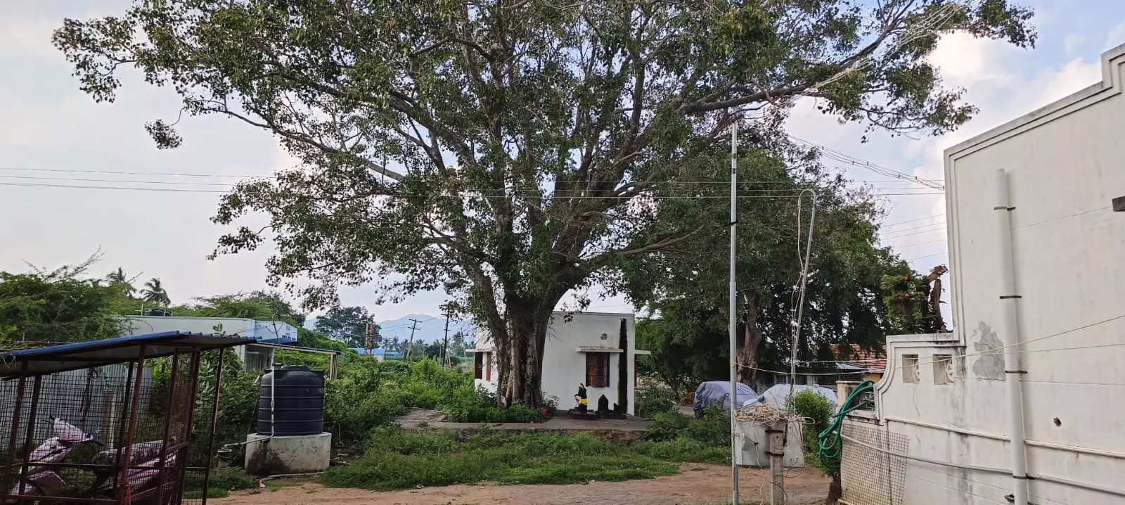 மின்கம்பியில் உரசும் மரக்கிளைகள்