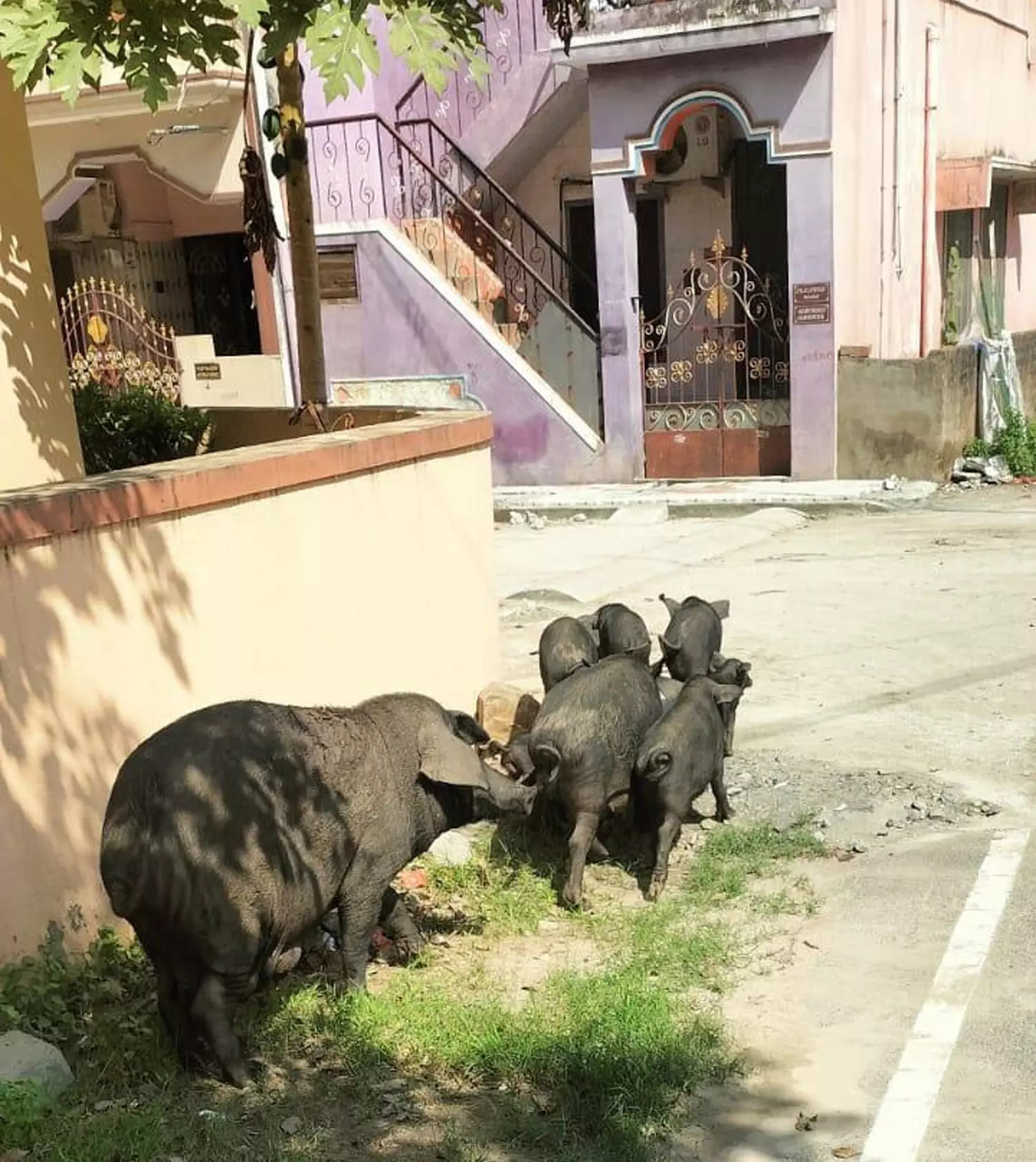 பன்றிகள் தொல்லை பன்றிகள் தொல்லை