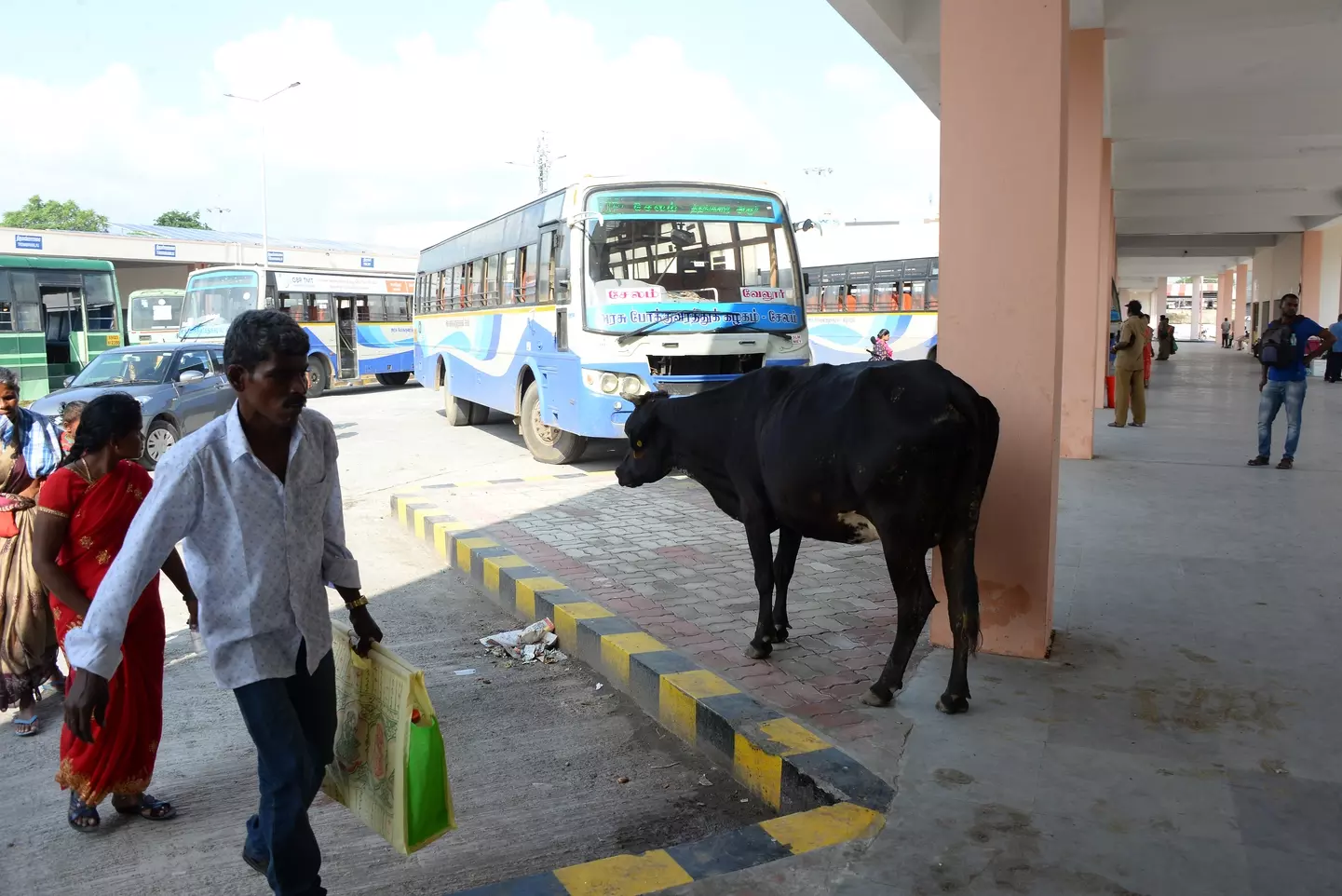 மாடுகள் தொல்லை மாடுகள் தொல்லை