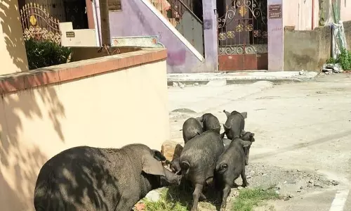 பன்றிகள் தொல்லை பன்றிகள் தொல்லை