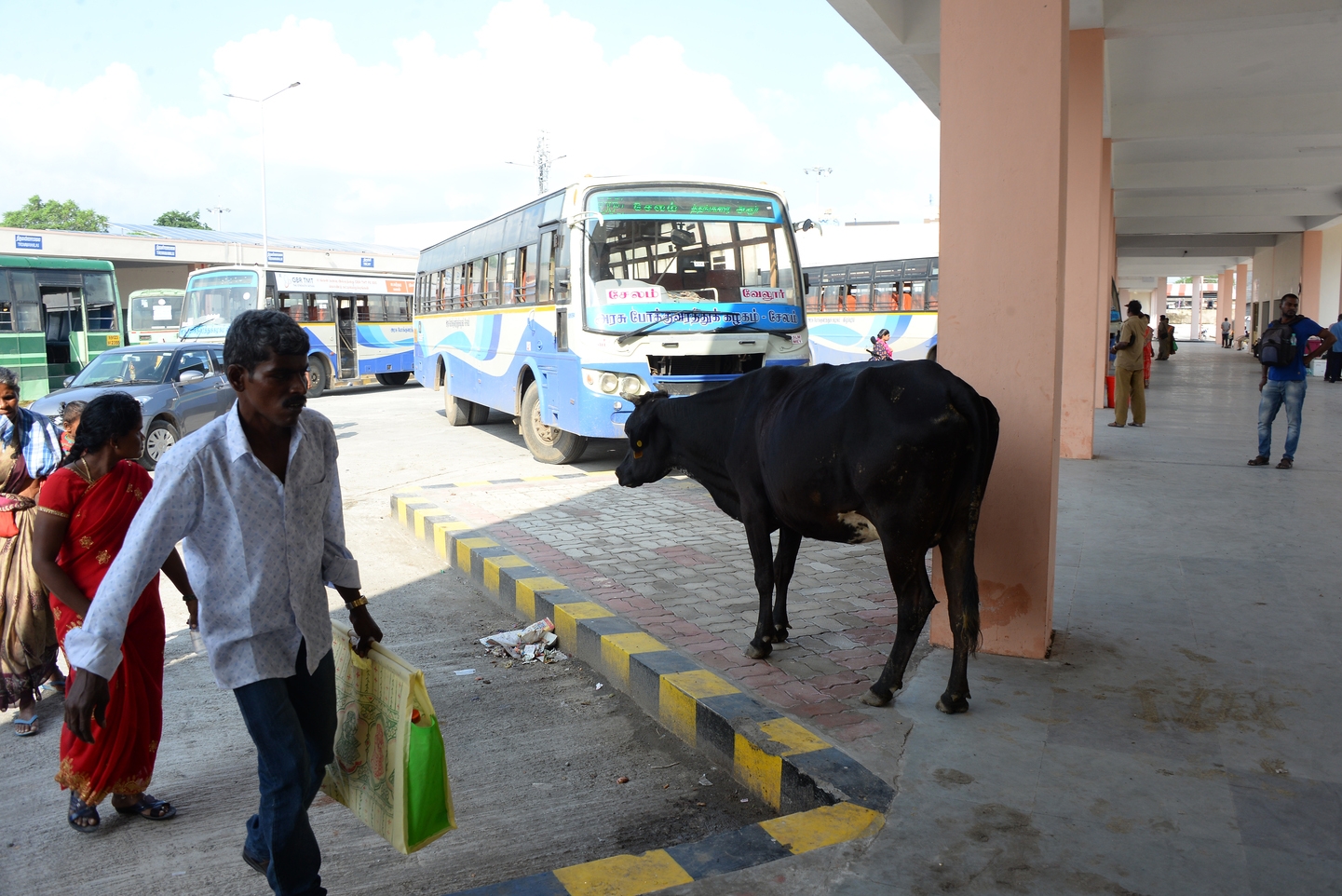 மாடுகள் தொல்லை