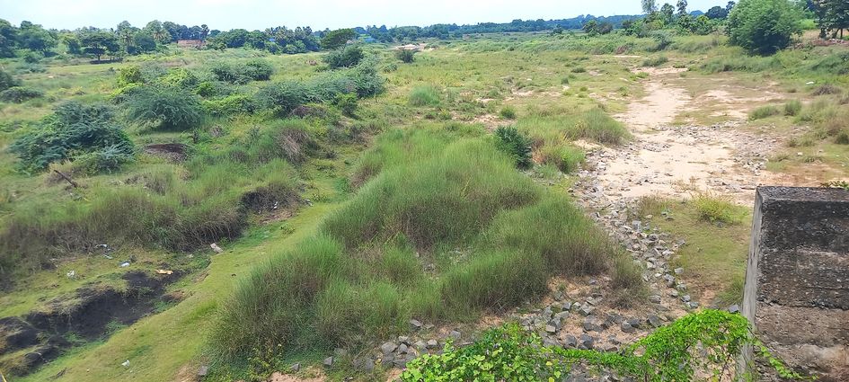 புதர் மண்டி கிடக்கும் ஆறு