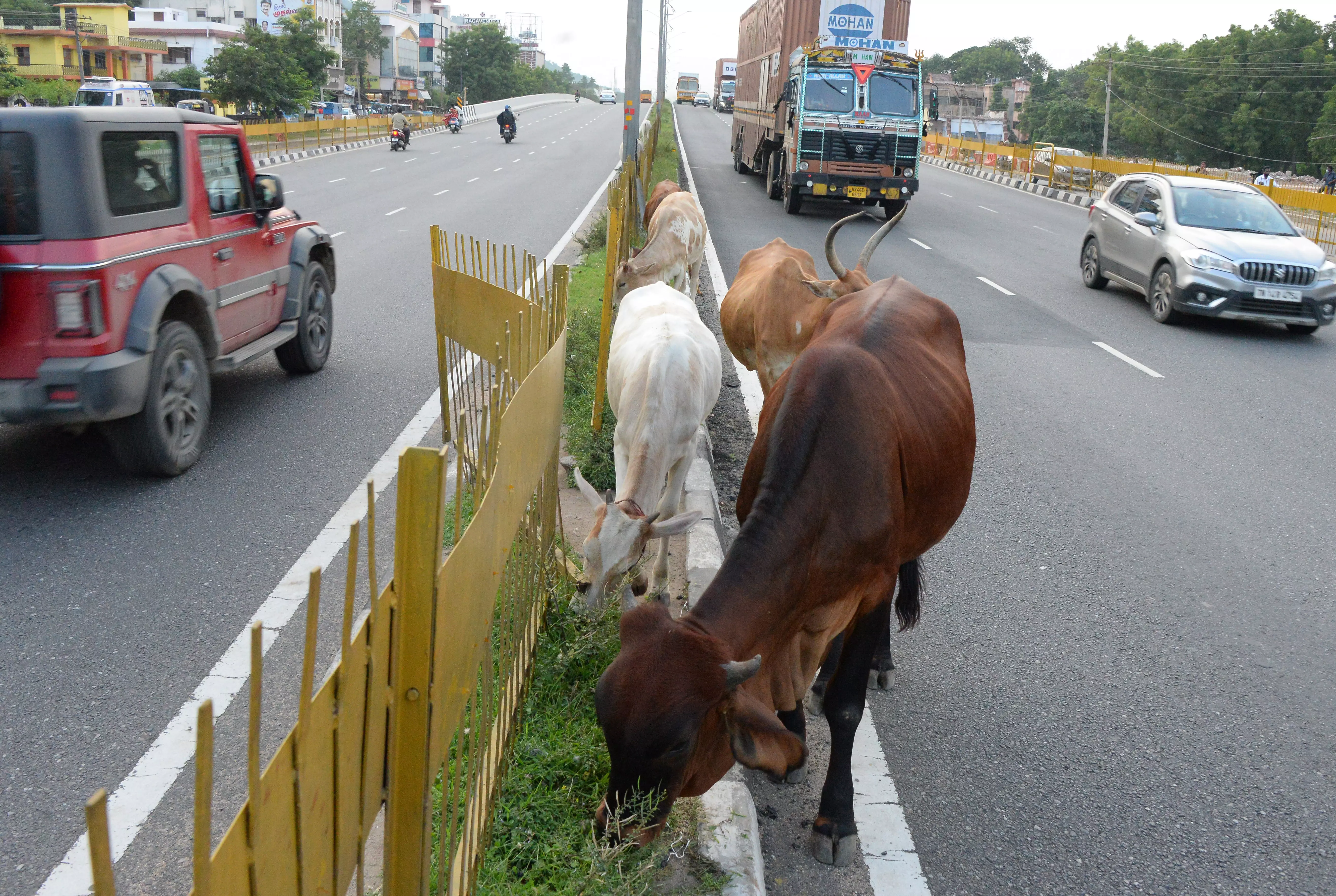 மாடுகள் தொல்லையால் பொதுமக்கள் அவதி மாடுகள் தொல்லையால் பொதுமக்கள் அவதி