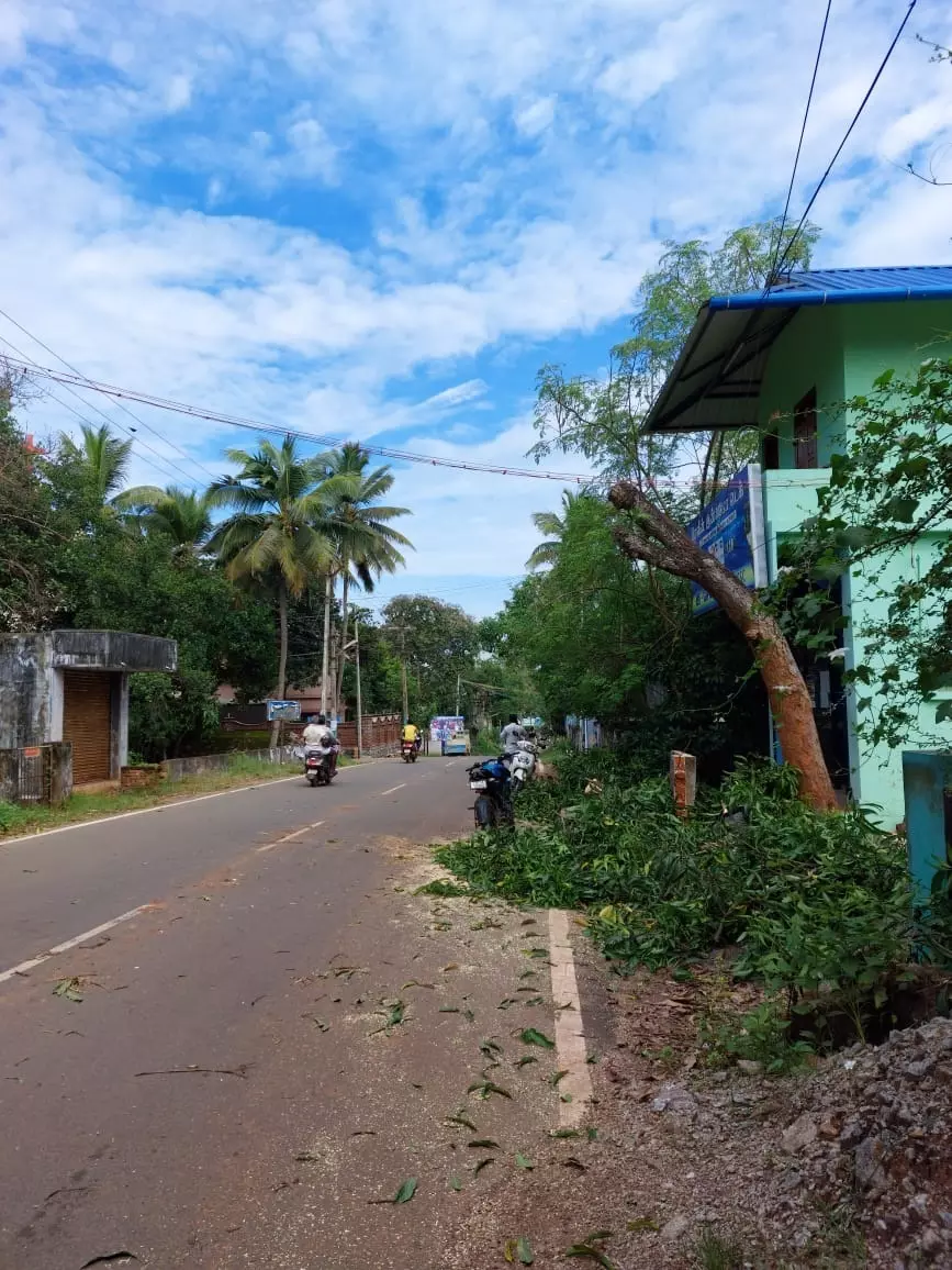 மரம் வெட்டப்பட்டது