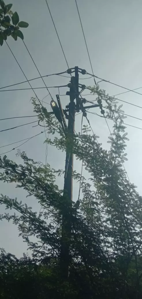 மின்கம்பியை உரசும் மரக்கிளைகள்