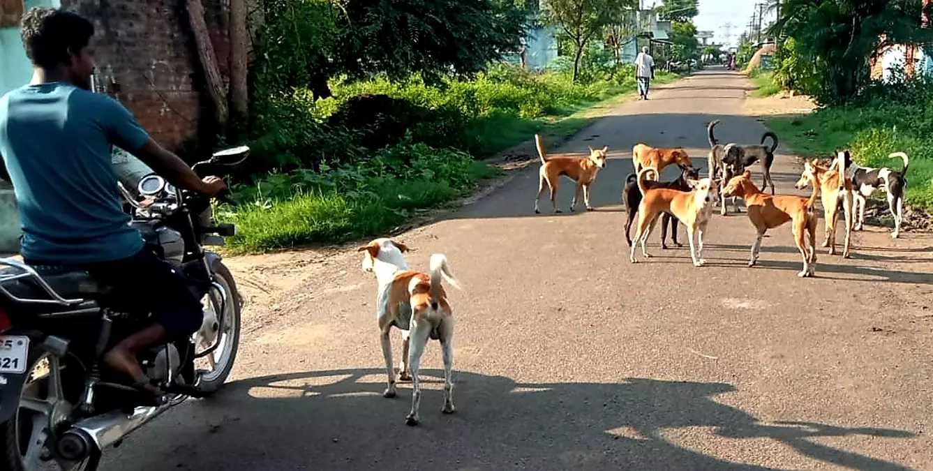 நாய்கள் தொல்லை