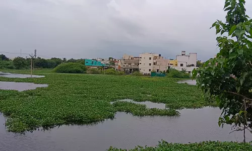 ஆகாயத்தாமரைகள் அகற்றப்படுமா? ஆகாயத்தாமரைகள் அகற்றப்படுமா?