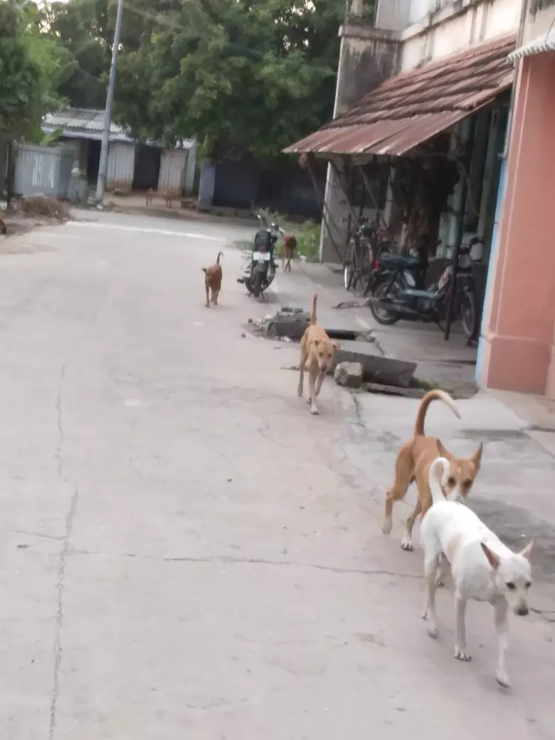 குழந்தைகளை துரத்தும் தெருநாய்கள் குழந்தைகளை துரத்தும் தெருநாய்கள்